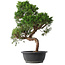 Juniperus chinensis Kishu, 49,5 cm, ± 15 anni
