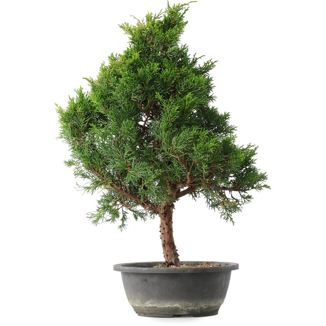 Juniperus chinensis Kishu, 49 cm, ± 15 years old