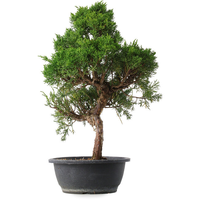 Juniperus chinensis Kishu, 49,5 cm, ± 15 ans