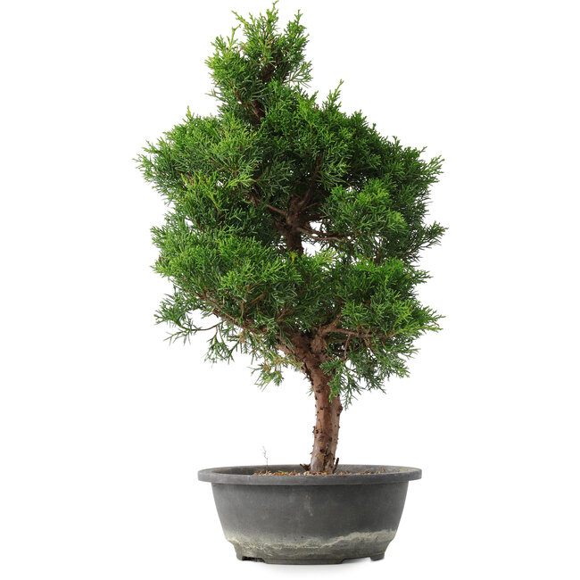 Juniperus chinensis Kishu, 49 cm, ± 15 anni