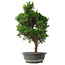Juniperus chinensis Kishu, 49 cm, ± 15 ans