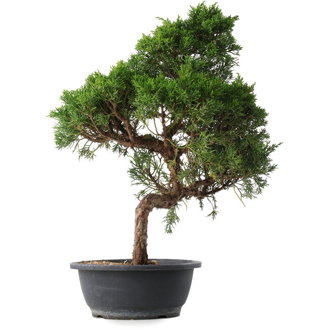 Juniperus chinensis Kishu, 49,5 cm, ± 15 ans