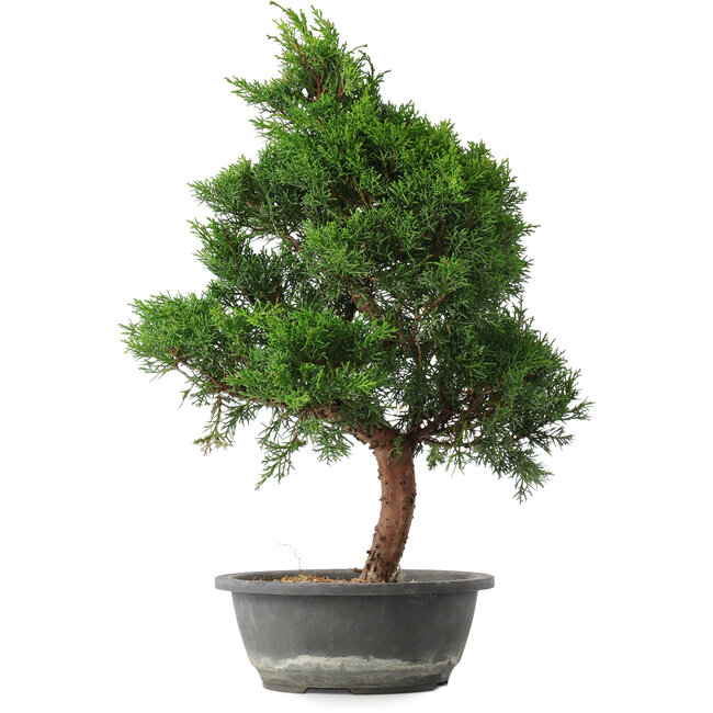 Juniperus chinensis Kishu, 49 cm, ± 15 years old