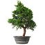 Juniperus chinensis Kishu, 49 cm, ± 15 ans