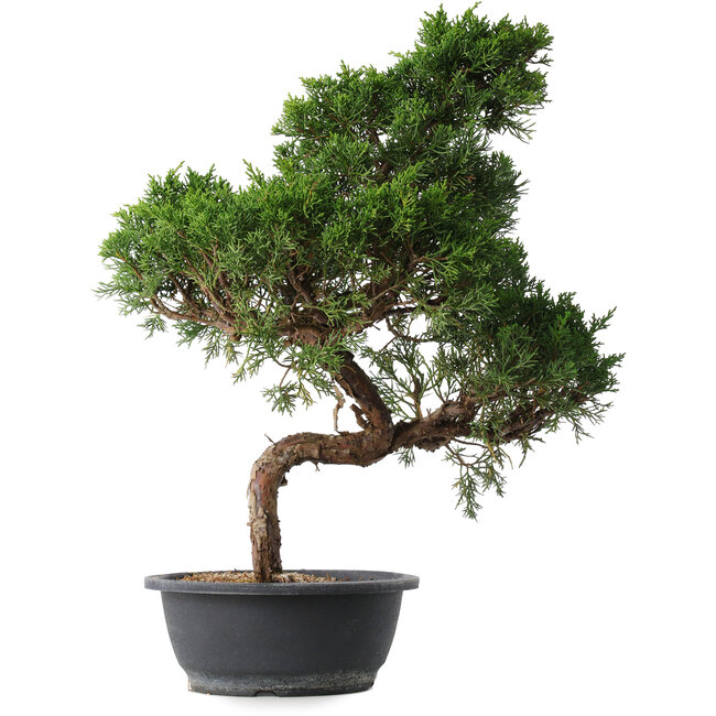 Juniperus chinensis Kishu, 49,5 cm, ± 15 ans