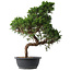 Juniperus chinensis Kishu, 49,5 cm, ± 15 anni
