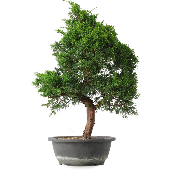 Juniperus chinensis Kishu, 49 cm, ± 15 jaar oud