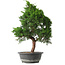 Juniperus chinensis Kishu, 49 cm, ± 15 ans
