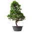 Juniperus chinensis Kishu, 54 cm, ± 15 anni