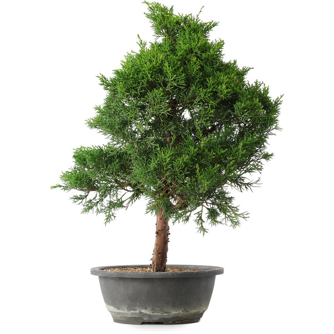 Juniperus chinensis Kishu, 49 cm, ± 15 anni