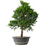 Juniperus chinensis Kishu, 49 cm, ± 15 ans