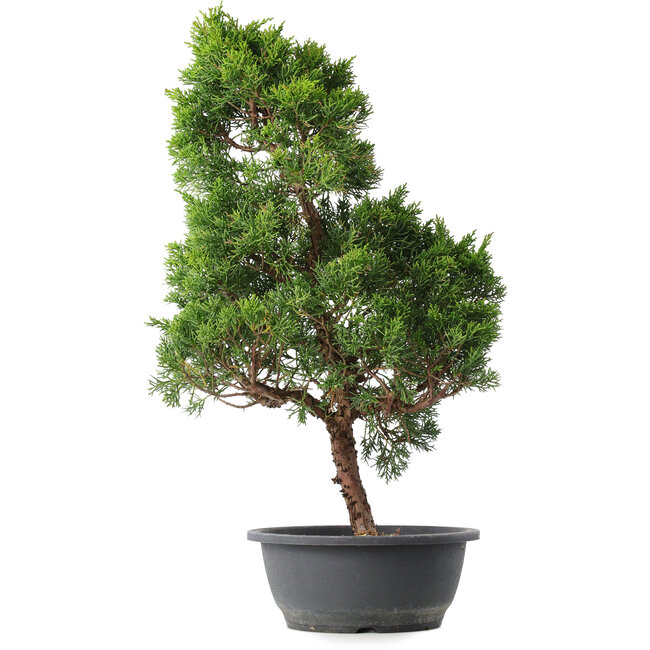 Juniperus chinensis Kishu, 54 cm, ± 15 years old