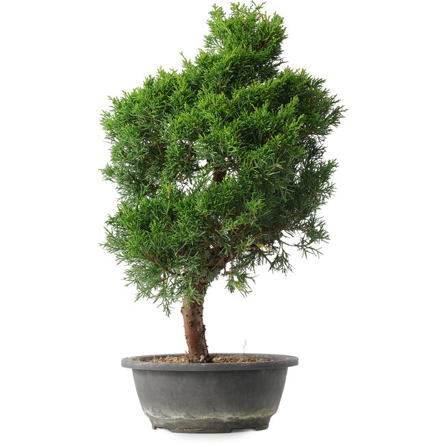Juniperus chinensis Kishu, 49 cm, ± 15 years old