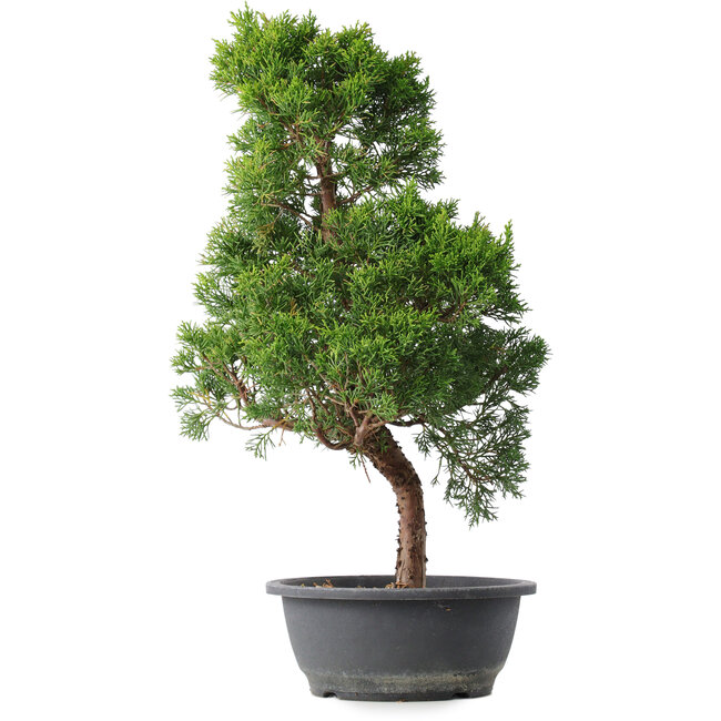 Juniperus chinensis Kishu, 54 cm, ± 15 years old