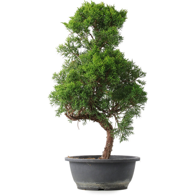 Juniperus chinensis Kishu, 54 cm, ± 15 anni