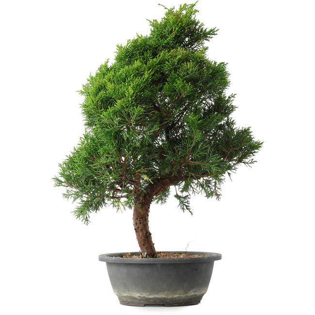 Juniperus chinensis Kishu, 49 cm, ± 15 years old