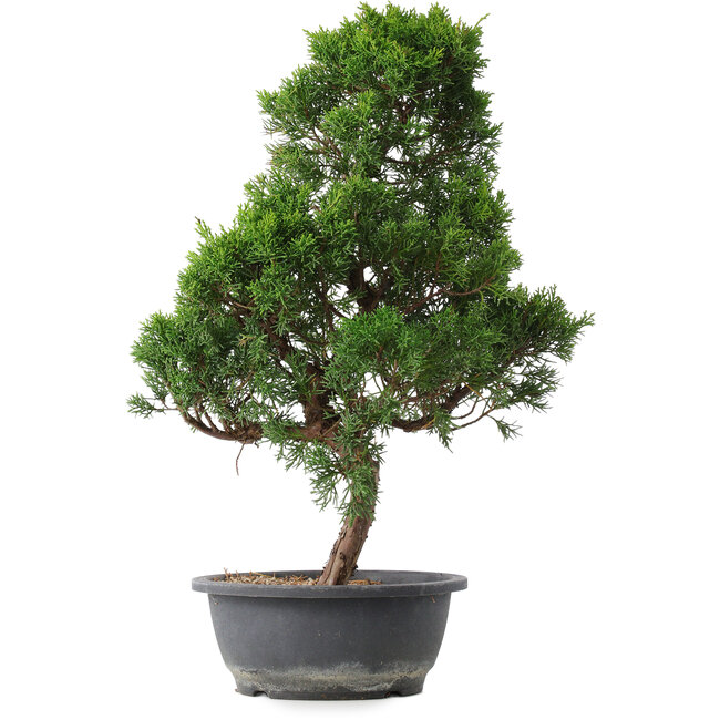Juniperus chinensis Kishu, 54 cm, ± 15 anni