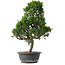 Juniperus chinensis Kishu, 54 cm, ± 15 anni