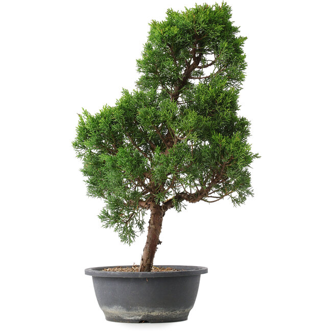 Juniperus chinensis Kishu, 54 cm, ± 15 jaar oud