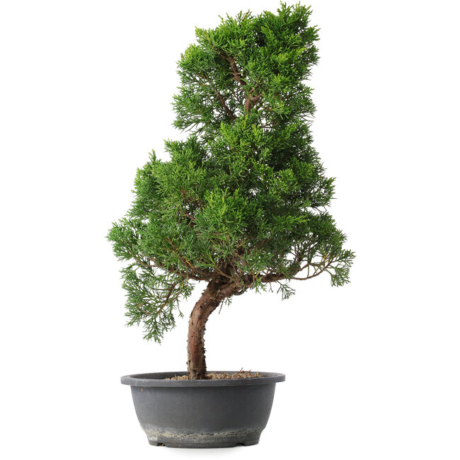 Juniperus chinensis Kishu, 54 cm, ± 15 ans