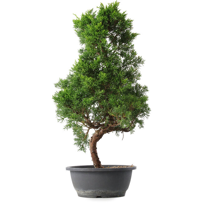 Juniperus chinensis Kishu, 54 cm, ± 15 jaar oud