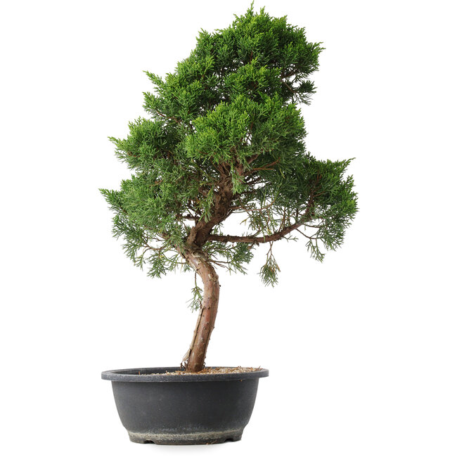 Juniperus chinensis Kishu, 53 cm, ± 15 ans