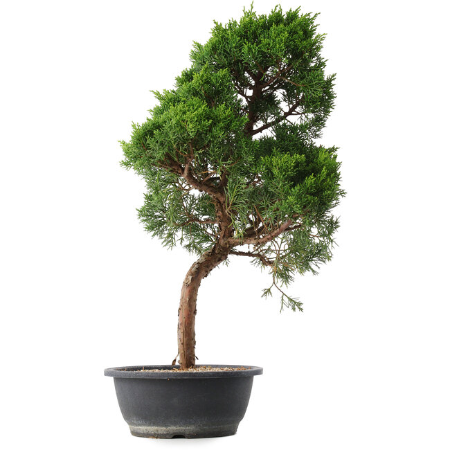 Juniperus chinensis Kishu, 53 cm, ± 15 years old