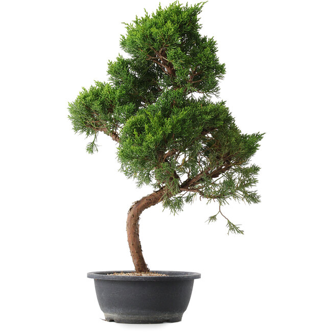 Juniperus chinensis Kishu, 53 cm, ± 15 jaar oud