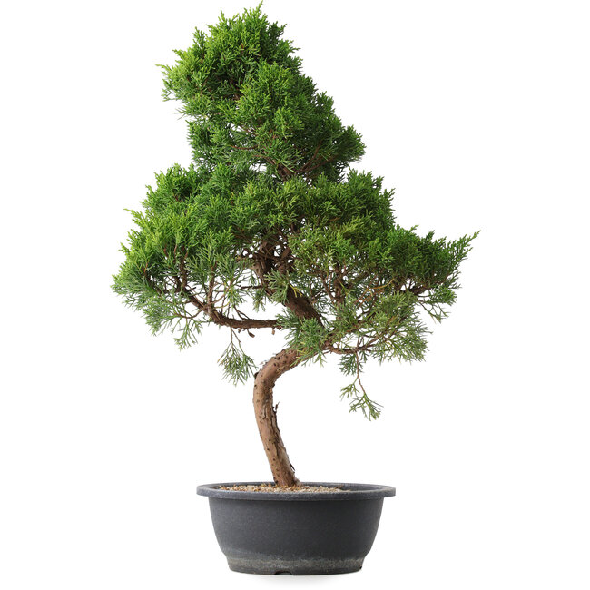 Juniperus chinensis Kishu, 53 cm, ± 15 años