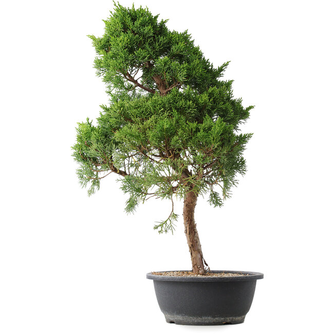 Juniperus chinensis Kishu, 53 cm, ± 15 ans