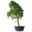 Juniperus chinensis Kishu, 53 cm, ± 15 Jahre alt