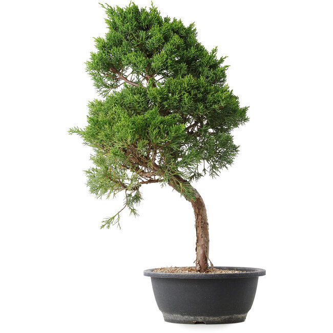 Juniperus chinensis Kishu, 53 cm, ± 15 years old