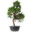 Juniperus chinensis Kishu, 53,5 cm, ± 15 jaar oud