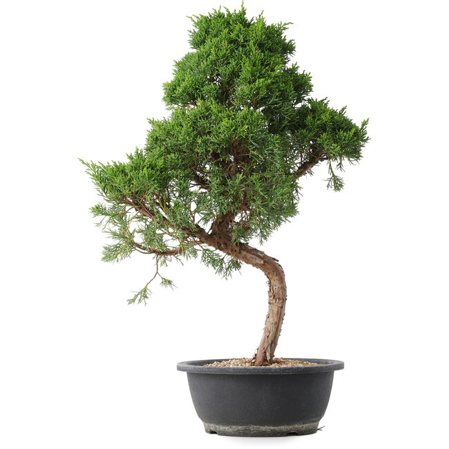 Juniperus chinensis Kishu, 53 cm, ± 15 años