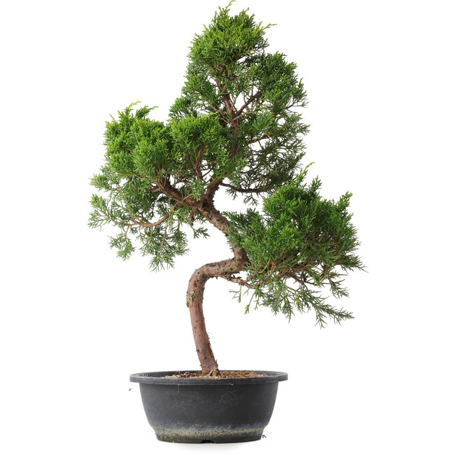 Juniperus chinensis Kishu, 53,5 cm, ± 15 Jahre alt
