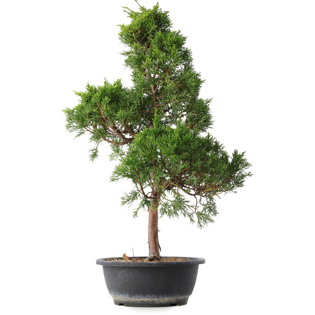 Juniperus chinensis Kishu, 53,5 cm, ± 15 jaar oud