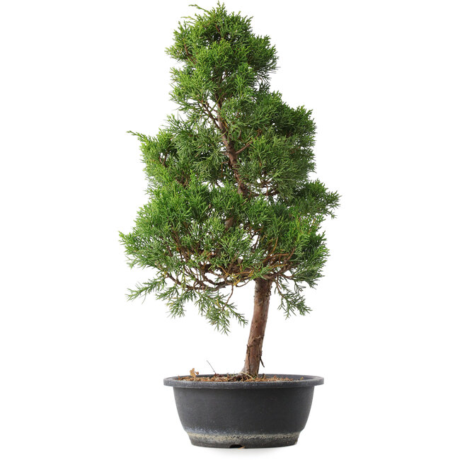 Juniperus chinensis Kishu, 53,5 cm, ± 15 years old