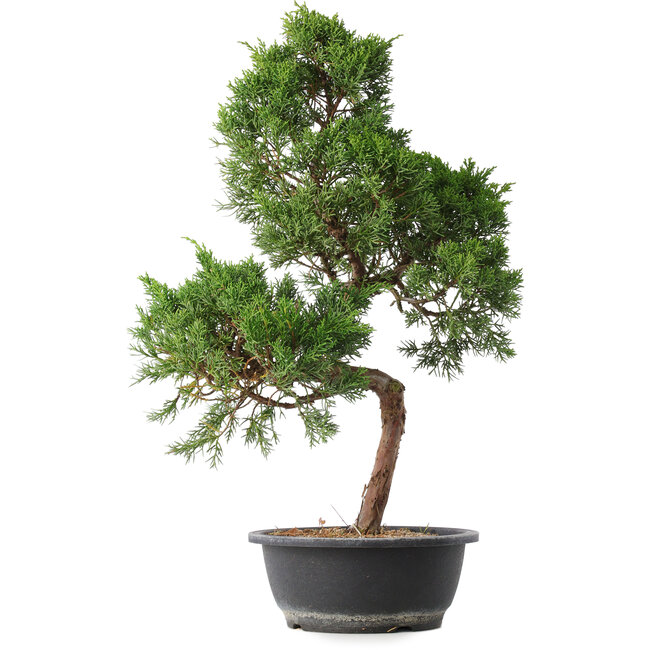 Juniperus chinensis Kishu, 53,5 cm, ± 15 jaar oud