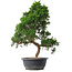 Juniperus chinensis Kishu, 52 cm, ± 15 jaar oud