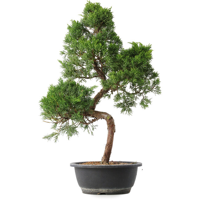 Juniperus chinensis Kishu, 53,5 cm, ± 15 jaar oud