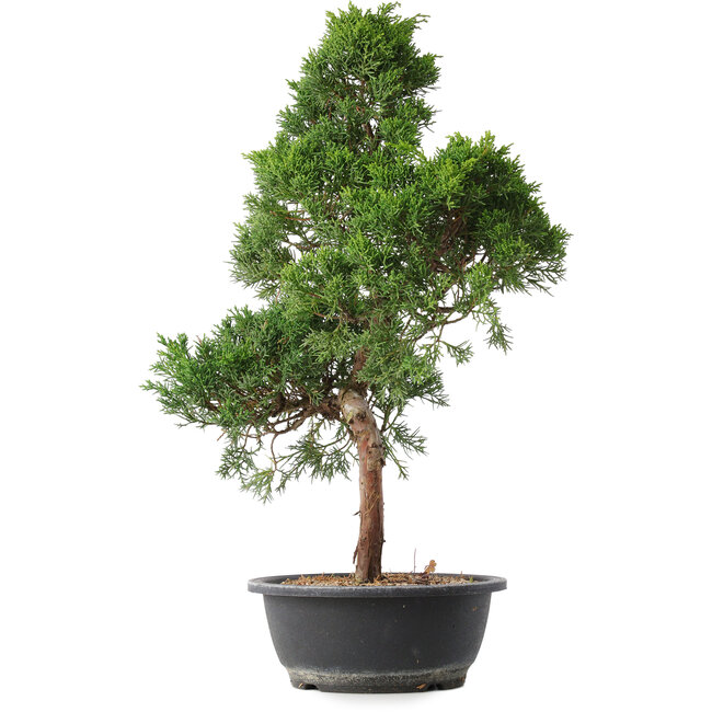 Juniperus chinensis Kishu, 53,5 cm, ± 15 years old