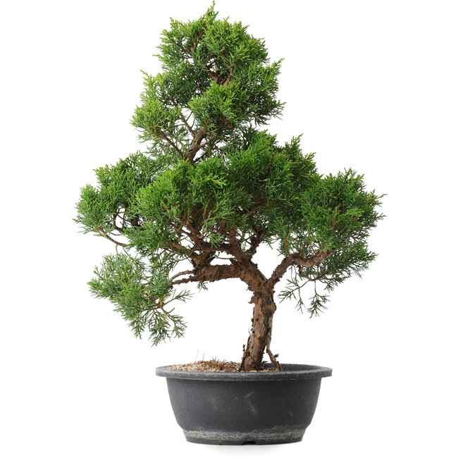 Juniperus chinensis Kishu, 49 cm, ± 15 anni