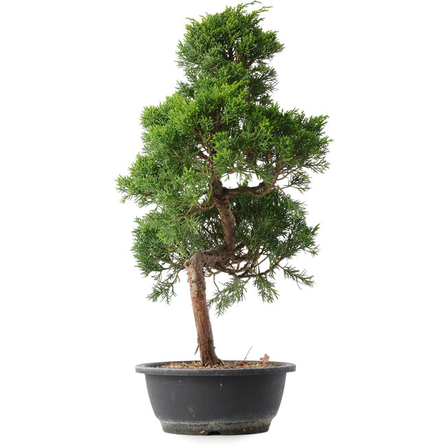 Juniperus chinensis Kishu, 53,5 cm, ± 15 years old