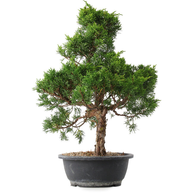 Juniperus chinensis Kishu, 49 cm, ± 15 anni