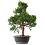 Juniperus chinensis Kishu, 49 cm, ± 15 anni
