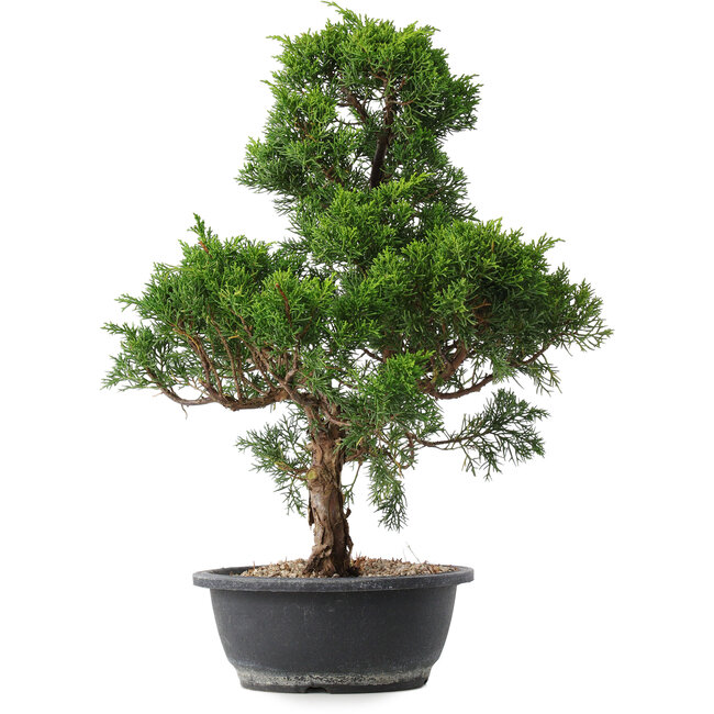 Juniperus chinensis Kishu, 49 cm, ± 15 jaar oud