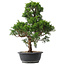 Juniperus chinensis Kishu, 49 cm, ± 15 ans