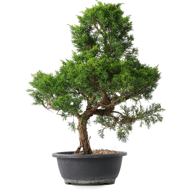 Juniperus chinensis Kishu, 49 cm, ± 15 jaar oud