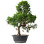 Juniperus chinensis Kishu, 49 cm, ± 15 anni