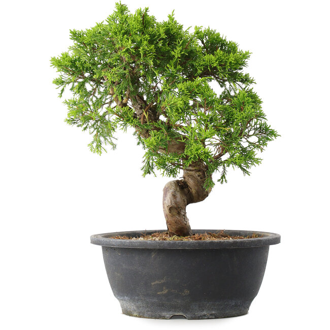 Juniperus chinensis Itoigawa, 30 cm, ± 15 Jahre alt